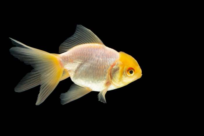 Золотая рыбка, фото фотография рыбы