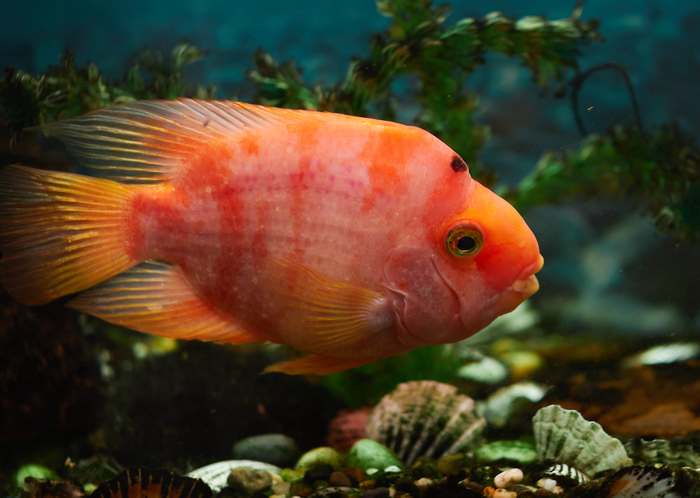 Гибридный (красный) попугай, фото гибридные рыбы фотография