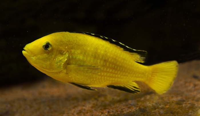 Лабидохромис еллоу, или желтая цихлида-колибри (Labidochromis caeruleus «yellow»), фото рыбы фотография