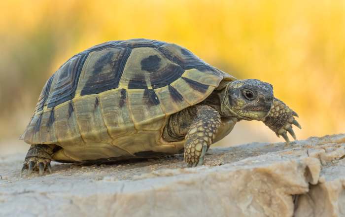 Среднеазиатская черепаха (Agrionemys horsfieldii), фото пресмыкающиеся фотография