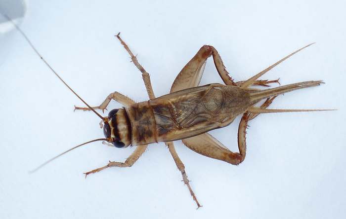 Домовой сверчок (Acheta domesticus), фото насекомых фотография картинка