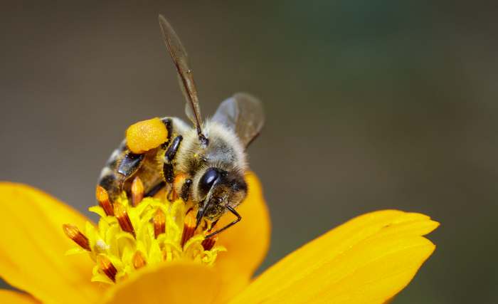 Медоносная пчела на желтом цветке, фото насекомые фотография