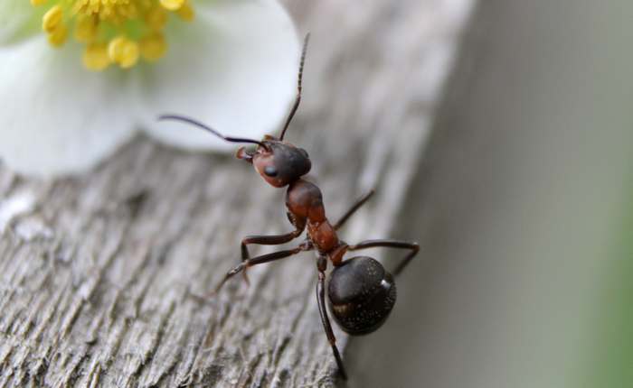 Рыжий лесной муравей (Formica rufa), фото насекомые фотография картинка