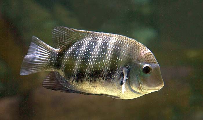 Тиляпия Буттикофера, или зебровая тиляпия (Tilapia buttikoferi), фото агрессивные рыбы фотография