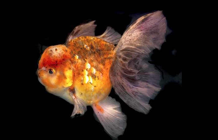 Золотая рыбка, ситцевая оранда, фото фотография рыбы