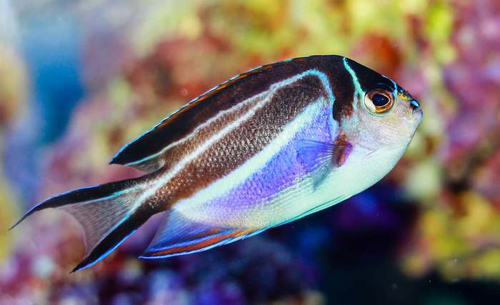 Ангел лирохвостый украшенный (Genicanthus bellus), фото рыбы фотография картинка