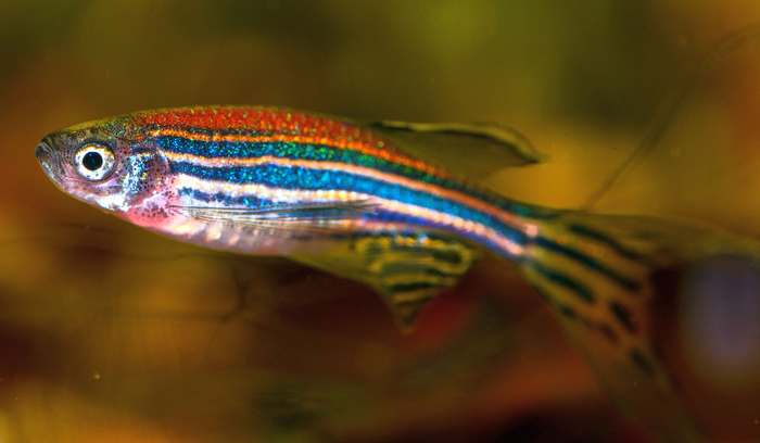 Данио рерио (Brachydanio rerio), фото аквариумные рыбки фотография
