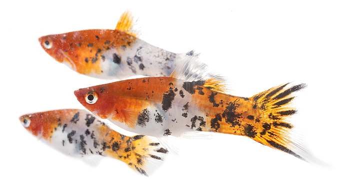 Пецилия, или плятипецилия (Xiphophorus maculatus), фото картинка рыбы