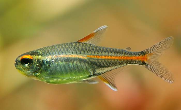 Тетра светлячок, эритрозонус (Hemigrammus erythrozonus), фото аквариумные рыбы фотография