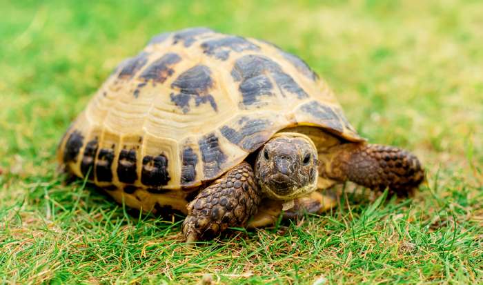 Среднеазиатская черепаха (Agrionemys horsfieldii), фото пресмыкающиеся фотография