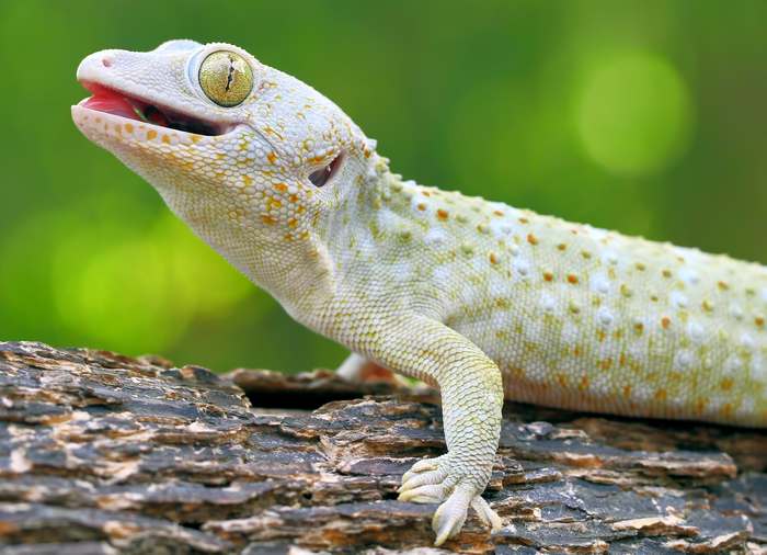 Геккон токи (Gekko gecko), фото ящерицы фотография