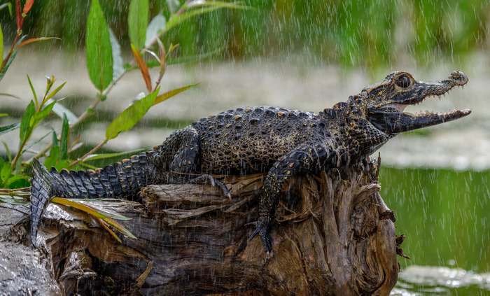 Черный кайман (Melanosuchus niger), фото крокодилы фотография
