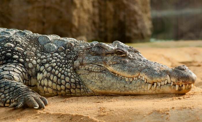 Нильский крокодил (Crocodylus niloticus), фото пресмыкающиеся фотография