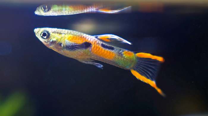 Гуппи Эндлера, или карликовый гуппи (Poecilia wingei), фото аквариумные мини рыбки фотография