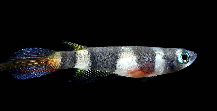 Факельный эпиплатис, или щучка-клоун (Epiplatys annulatus), фото мини рыбки изображение