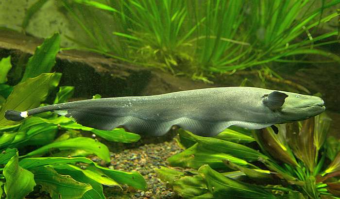 Рыба нож (Apteronotus albifrons), фото рыбы фотография изображение