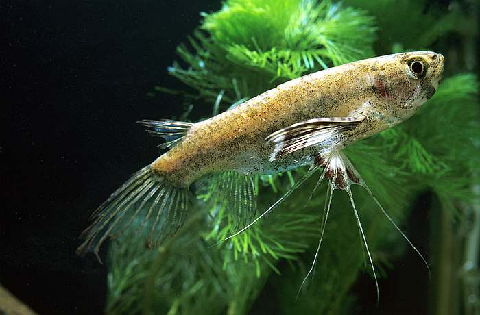 Пресноводная рыба-бабочка, или пантодон бухгольца (Pantodon buchholzi), фото фотография рыбки