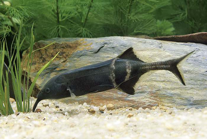 Гнатонемус петерса (Gnathonemus petersii), фото рыбки изображение картинка