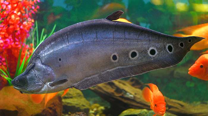 Индийский глазчатый нож (Chitala ornata), фото рыбы фотография картинка
