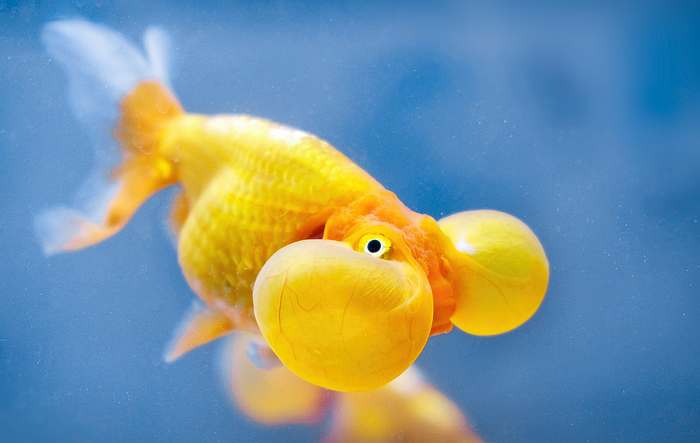 Пузыреглаз «водяные глазки», шуйгнон, фото аквариумные рыбы фотография