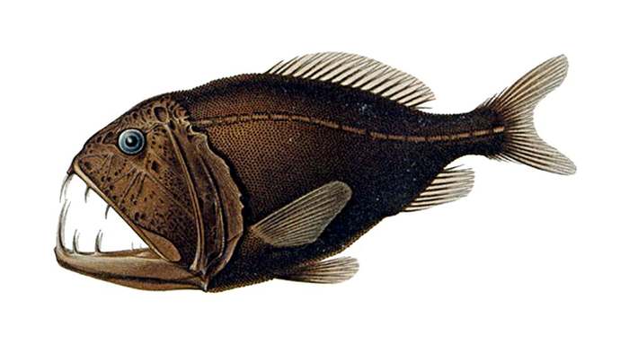 Саблезуб (Anoplogaster cornuta), рисунок картинка