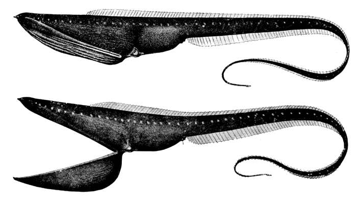 Мешкорот (Saccopharynx ampullaceus), рисунок картинка глубоководные рыбы