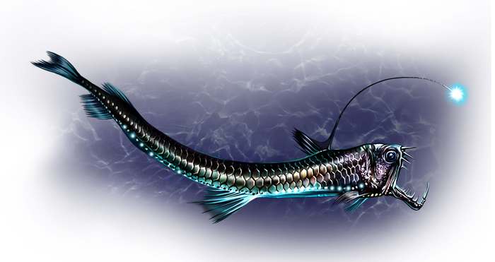 Рыба-гадюка, или хаулиод обыкновенный (Chauliodus sloani), рисунок картинка