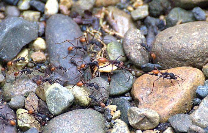 Кочевые муравьи (Eciton burchellii), фото фотография изображение