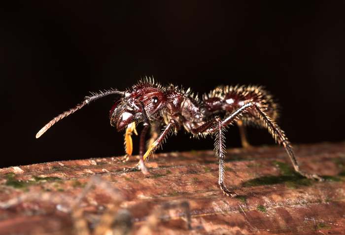 Парапонера или «муравей-пуля» (Paraponera clavata), фото фотография