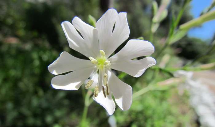 Гибралтарская смолевка (Silene tomentosa), растения фото фотография