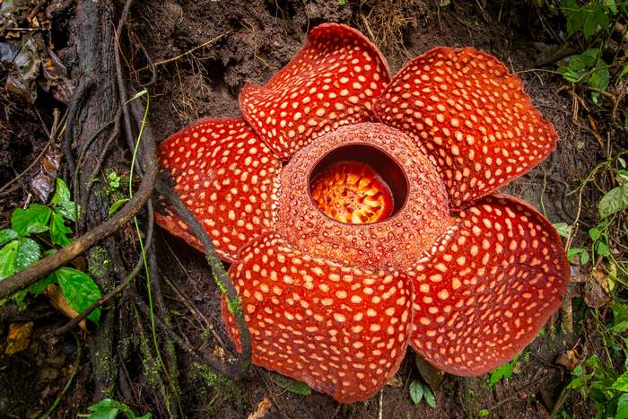 Раффлезия Арнольда (Rafflesia arnoldii), растения цветы фотография