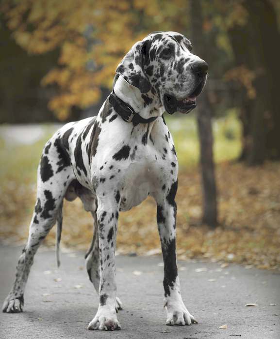 Немецкий дог, фото фотография собаки