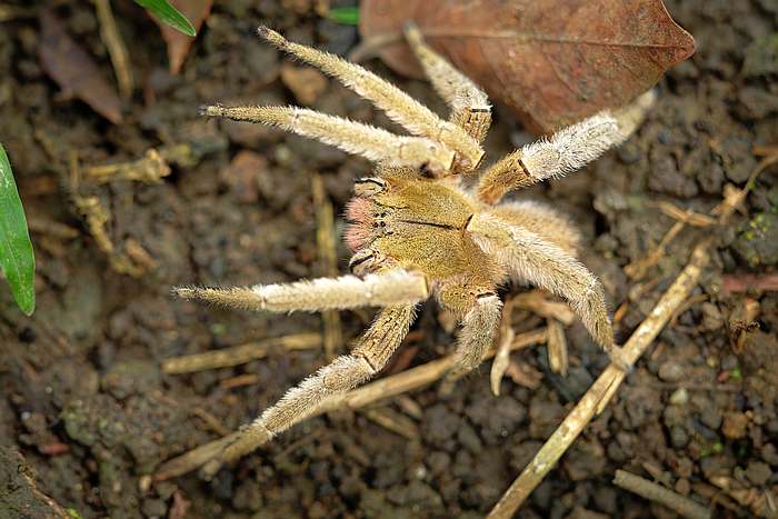 Бразильский странствующий паук (Phoneutria boliviensis), фото фотография картинка
