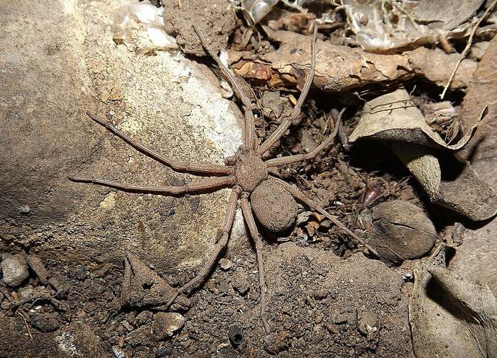 Шестиглазый песочный паук (Sicarius thomisoides), фото фотография картинка