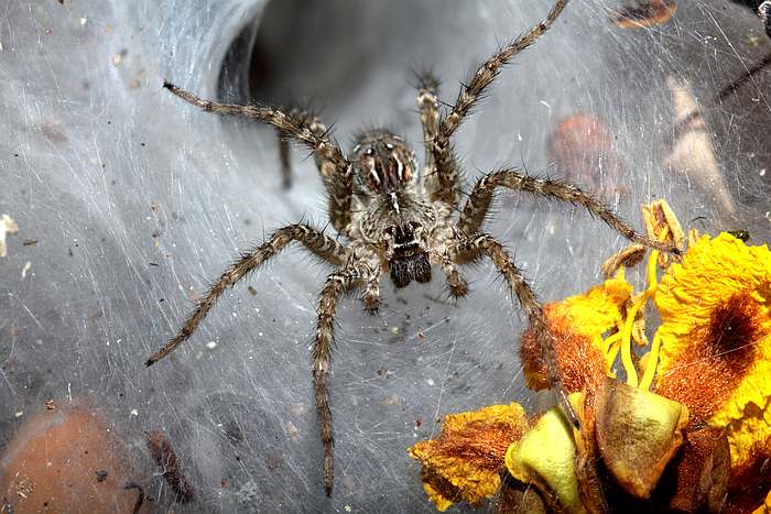 Сиднейский паук, или воронковый паук (Atrax robustus), фото фотография изображение
