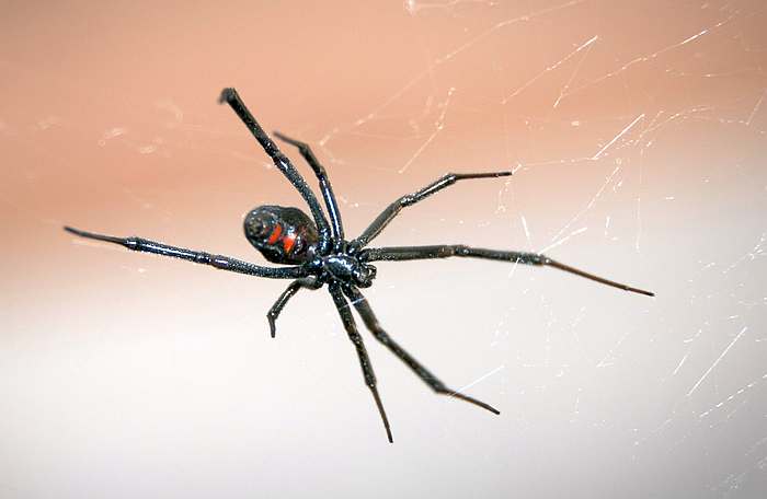 Черная вдова (Latrodectus mactans), фото фотография членистоногие пауки
