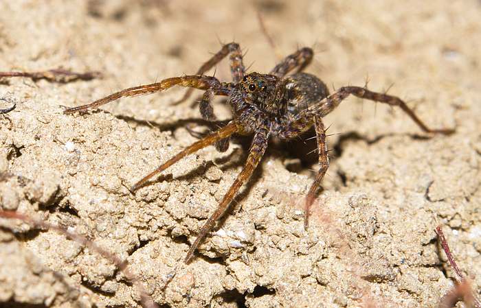 Апулийский тарантул (Lycosa tarantula), фото фотография картинка пауки