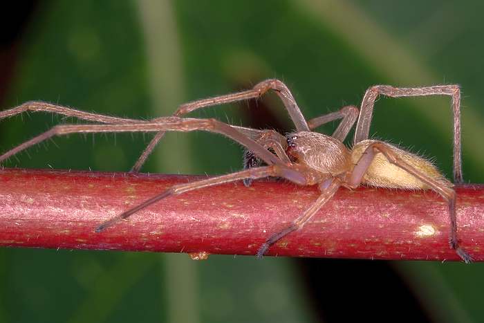 Желтосумый паук (Cheiracanthium inclusum), фото фотография