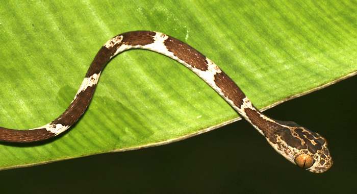 Обыкновенная ремневидная змея (Imantodes cenchoa), фото фотография