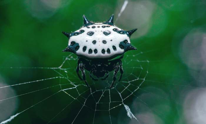 Шипастый паук-кругопряд, или рогатый паук (Gasteracantha cancriformis), фото фотография пауки