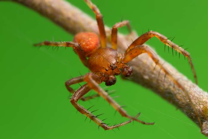 Крестовик альсийский, земляничный паук (Araneus alsine), фото фотография