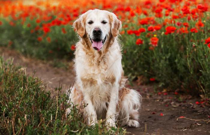 Золотистый ретривер, голден-ретривер, фото фотография собаки