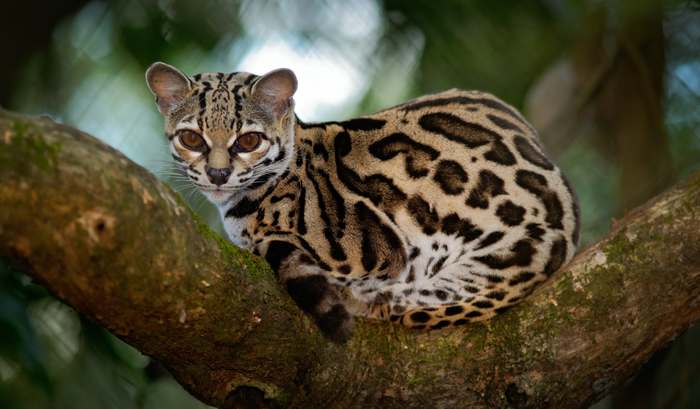Длиннохвостая кошка (Leopardus wiedii, Felis wiedii), фото фотография кошачьи