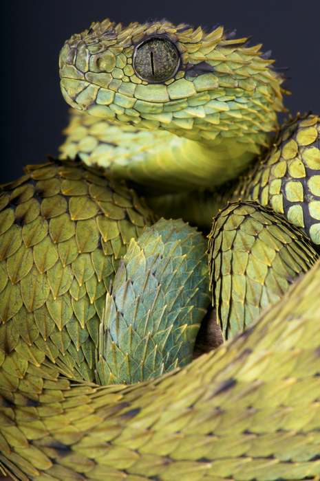 Колючая кустарниковая гадюка (Atheris hispida), фото фотография рептилии