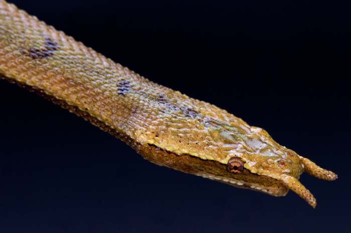 Щупальценосная змея (Erpeton tentaculatum), фото фотография рептилии