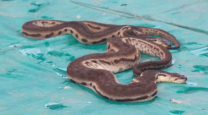 Яванская бородавчатая змея (Acrochordus javanicus), фото фотография пресмыкающиеся