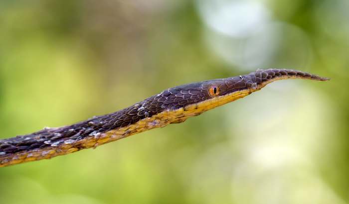 Мадагаскарская листоносая змея (Langaha madagascariensis), фото фотография пресмыкающиеся