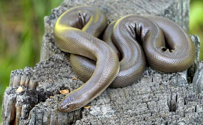 Резиновая змея (Charina bottae), фото фотография змеи