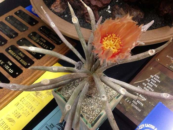 Астрофитум Голова Медузы (Astrophytum caput-medusae), фото фотография растения