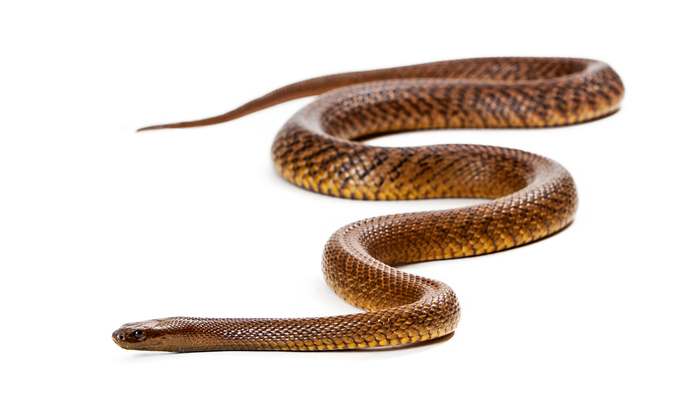 Тайпан Маккоя (Oxyuranus microlepidotus), фото фотография змеи